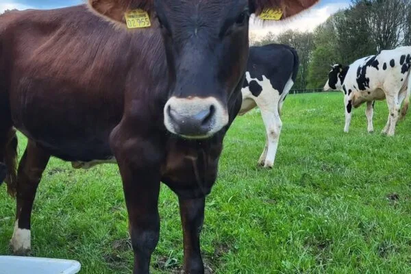 Kühe auf einer Weide bei der Bauernhofrallye