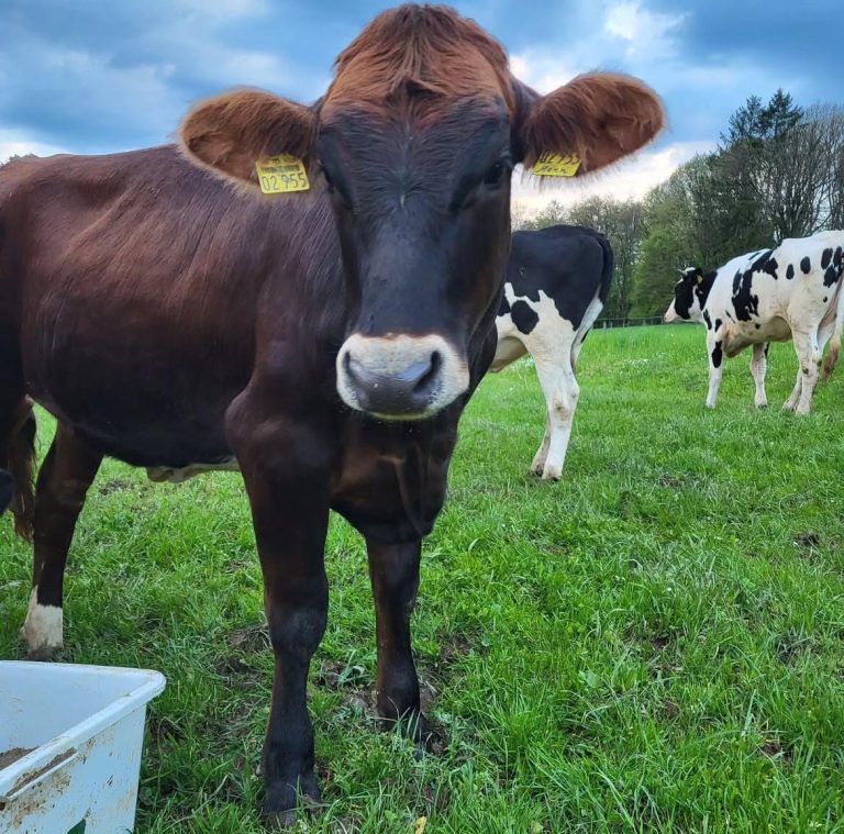 Kühe auf einer Weide bei der Bauernhofrallye