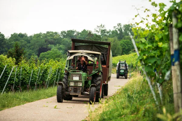 Weinberg-Express fährt durch die Weinberge von Stuttgart